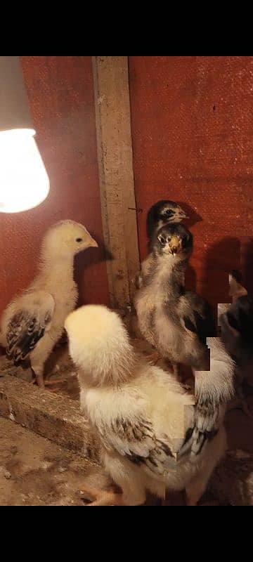 Aseel shamo japanese 4 chicks for sale 6