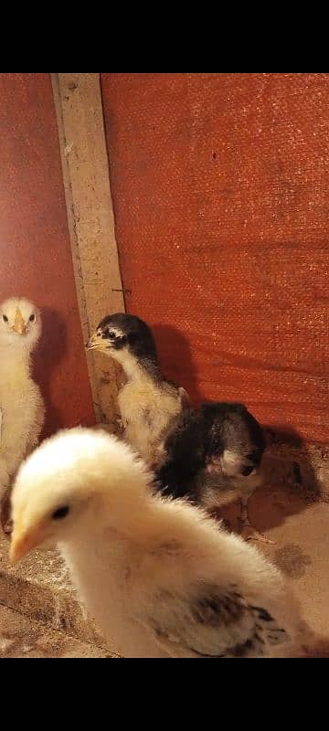 Aseel shamo japanese 4 chicks for sale 7