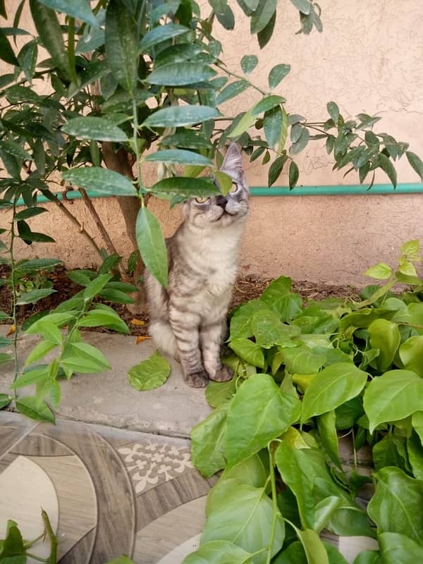 persian cat 6