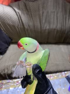 raw parrot