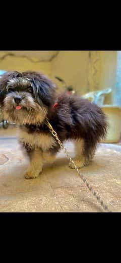 Shih tzu Dog For sale