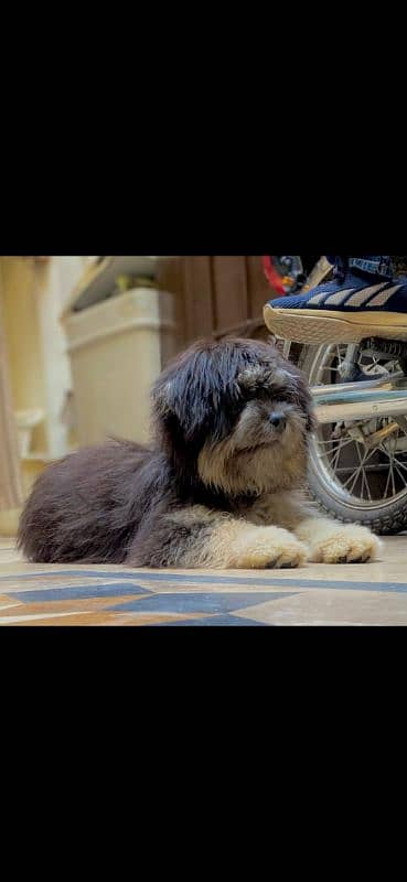 Shih tzu Dog For sale 1