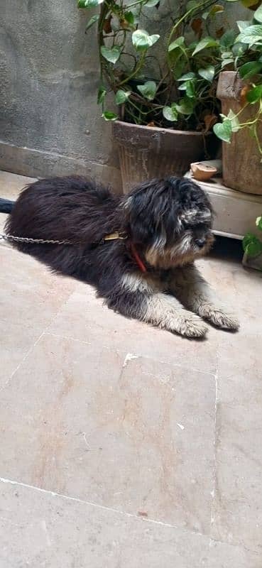 Shih tzu Dog For sale 2