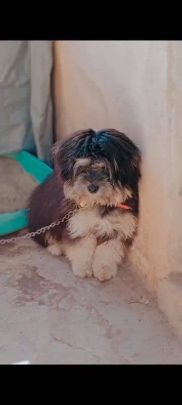 Shih tzu Dog For sale 3