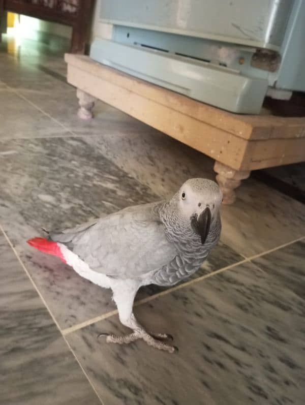 grey parrot 0