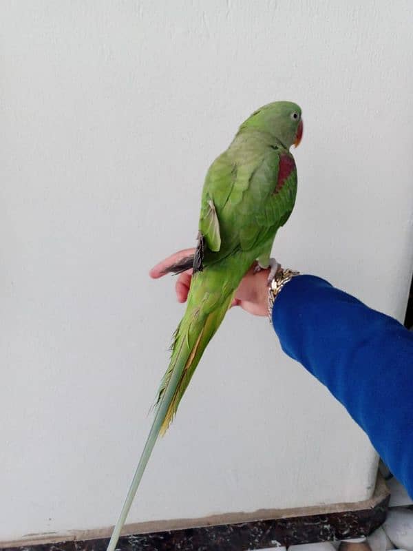 talking raw parrot hand tame talking 0