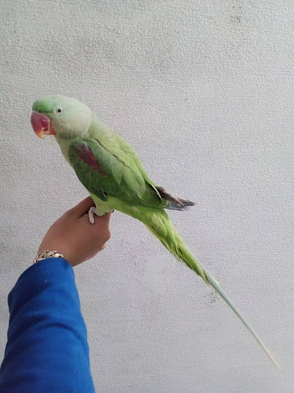 talking raw parrot hand tame talking 1