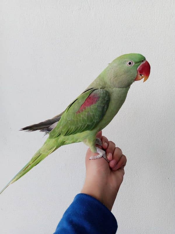 talking raw parrot hand tame talking 3