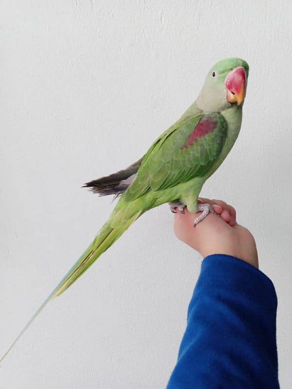 talking raw parrot hand tame talking 4