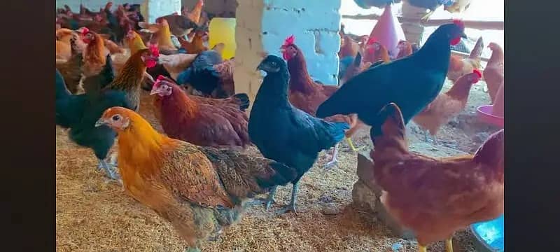 golden misri| misri hens | desi eggs laying hen | 0341 1555225 0