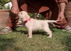 Pedigree labrador male puppy available for sale