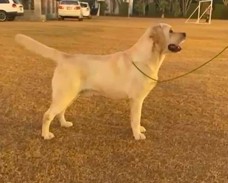 Pedigreed labrador male puppy 2