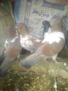 Pishowri pigeon, Danish, Jacobin ,Ayam ciamani, breeder and chicks