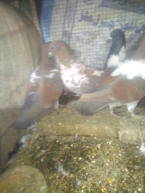 Pishowri pigeon, Danish, Jacobin ,Ayam ciamani, breeder and chicks 1