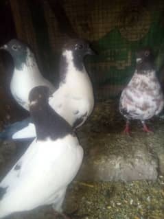 Pishowri pigeon, Danish, Jacobin ,Ayam ciamani, breeder and chicks