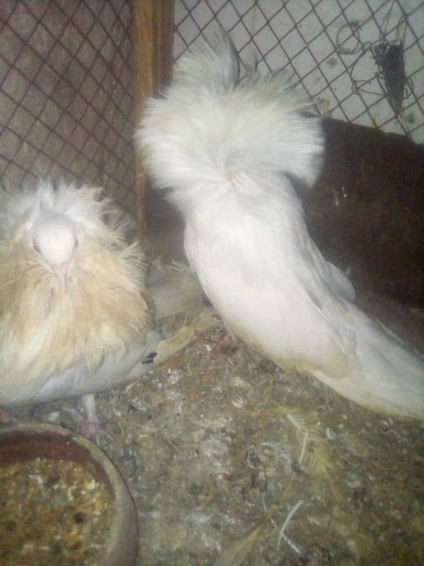 Pishowri pigeon, Danish, Jacobin ,Ayam ciamani, breeder and chicks 3