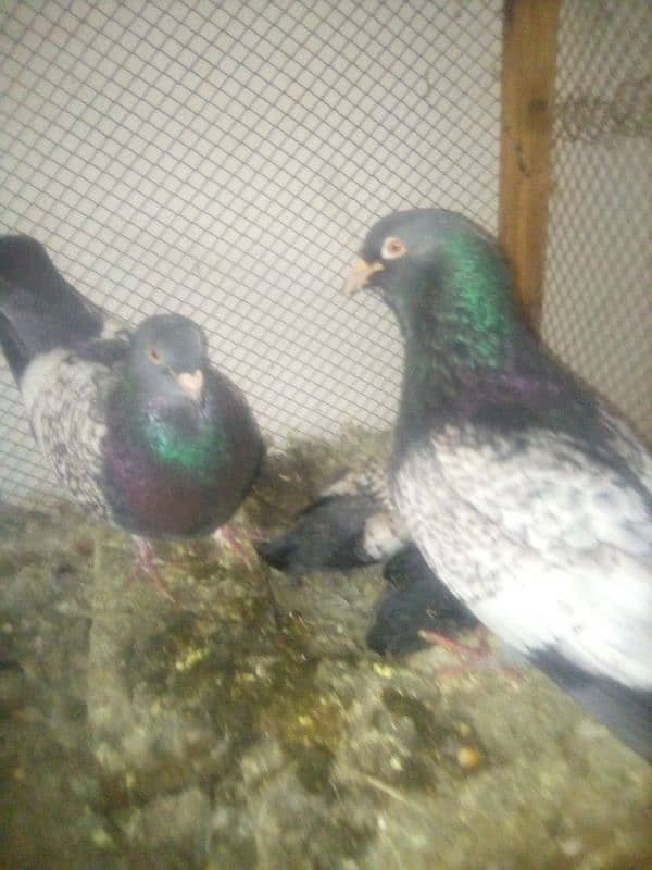 Pishowri pigeon, Danish, Jacobin ,Ayam ciamani, breeder and chicks 4