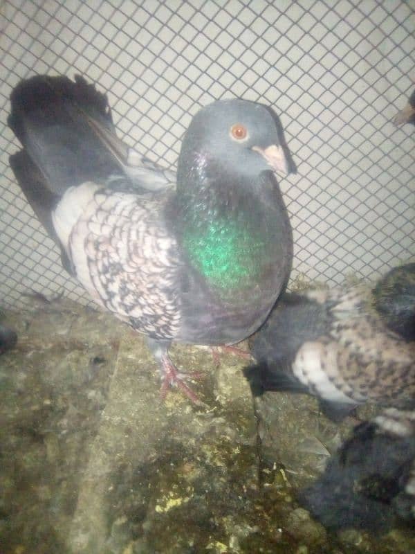 Pishowri pigeon, Danish, Jacobin ,Ayam ciamani, breeder and chicks 5