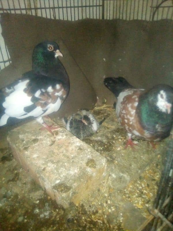 Pishowri pigeon, Danish, Jacobin ,Ayam ciamani, breeder and chicks 6