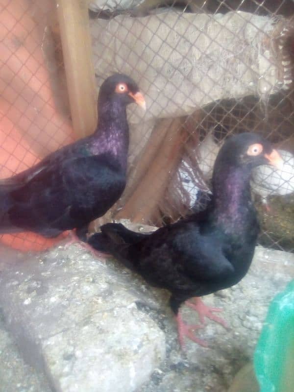 Pishowri pigeon, Danish, Jacobin ,Ayam ciamani, breeder and chicks 7