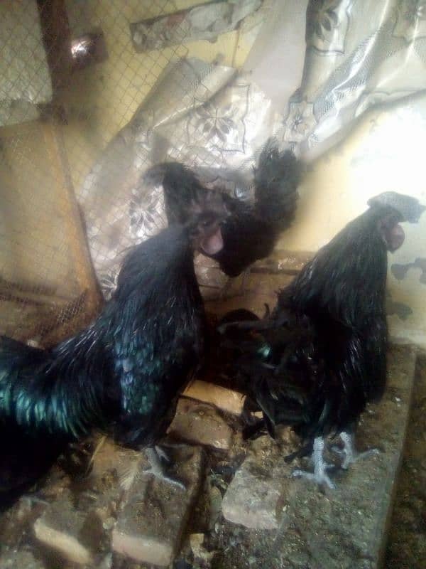 Pishowri pigeon, Danish, Jacobin ,Ayam ciamani, breeder and chicks 8