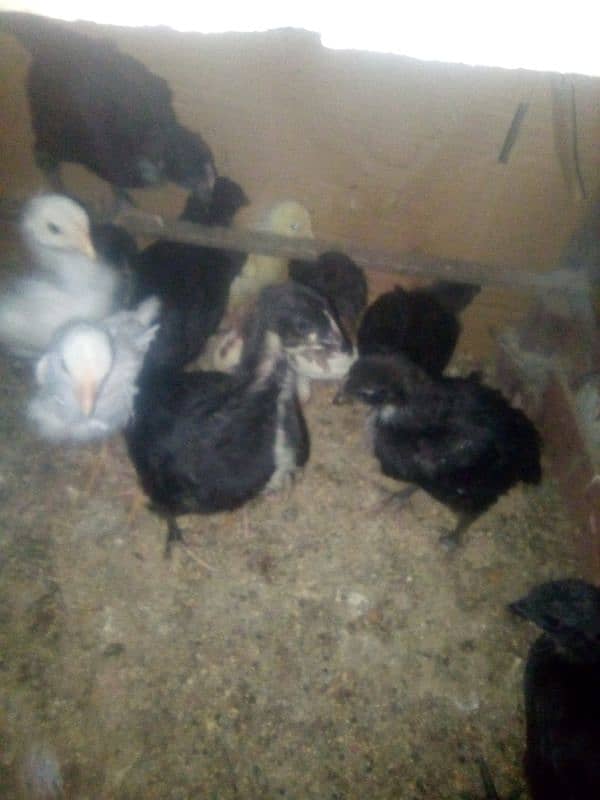 Pishowri pigeon, Danish, Jacobin ,Ayam ciamani, breeder and chicks 9