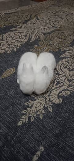 Pure English Angora Red eye Rabbit Pair