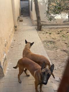 Belgian Malinois