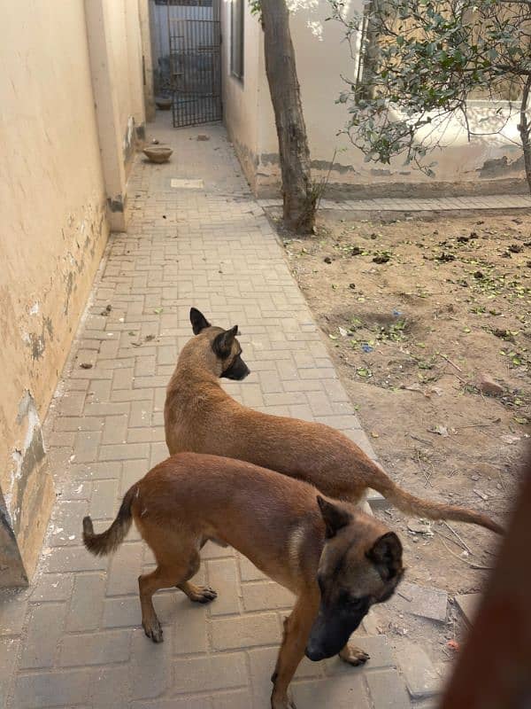 Belgian Malinois 1