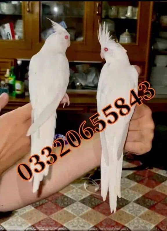 Fully hand tame Eno red eyes cocktail pairs Friendly healthy 1