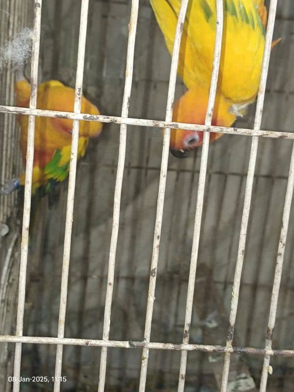 sun conure pair 0