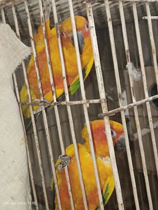 sun conure pair 1