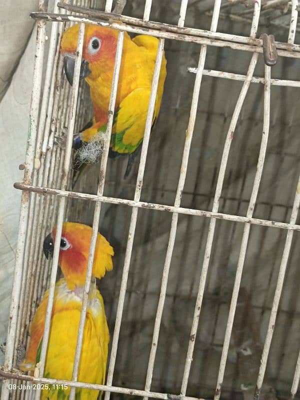 sun conure pair 2