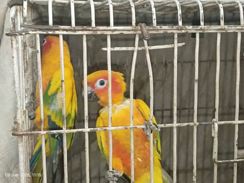 sun conure pair 3