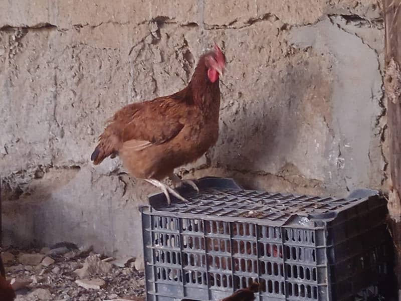 Lohman, RIR hens available 1