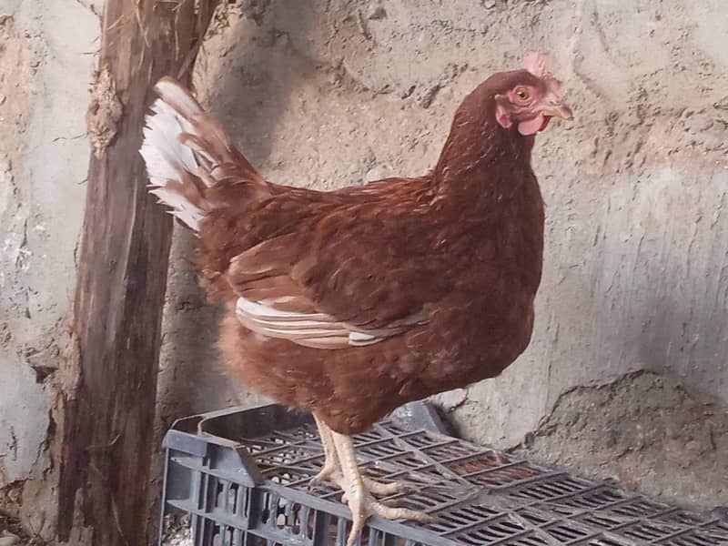 Lohman, RIR hens available 2