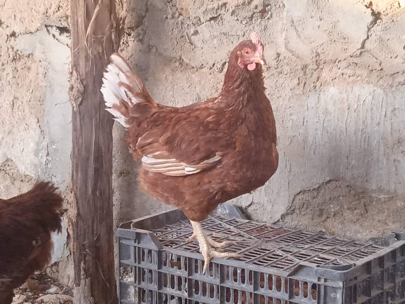 Lohman, RIR hens available 3