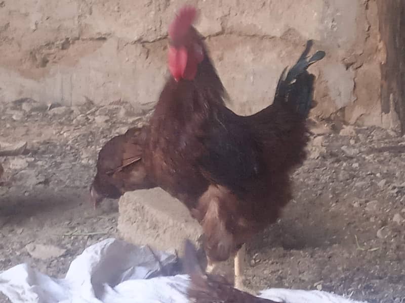 Lohman, RIR hens available 4