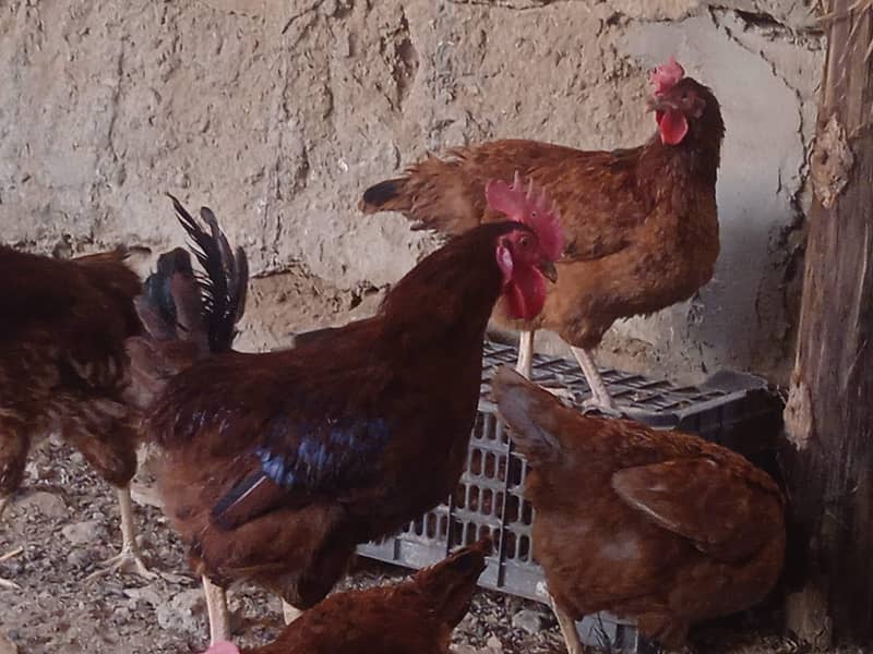 Lohman, RIR hens available 5