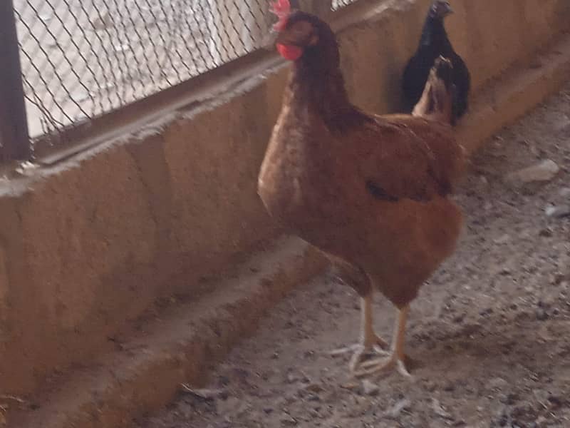 Lohman, RIR hens available 6