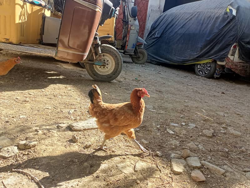 2 desi Murgi (Hen) 1 Murga ( Cock) 2