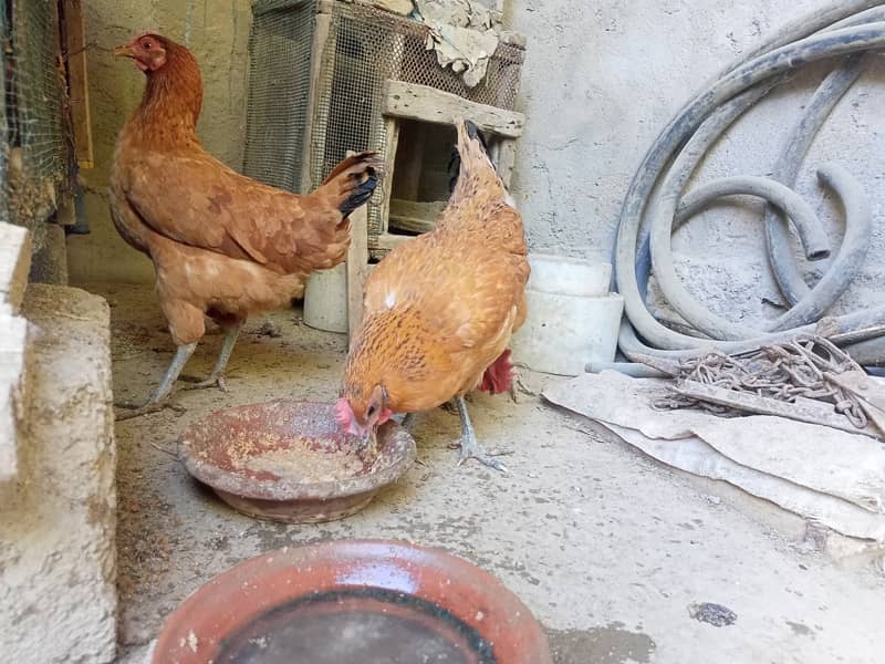 2 desi Murgi (Hen) 1 Murga ( Cock) 3