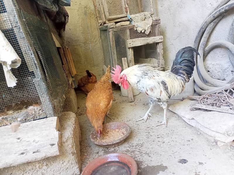 2 desi Murgi (Hen) 1 Murga ( Cock) 5