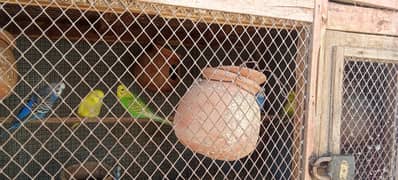 Australian parrots bajri parrots