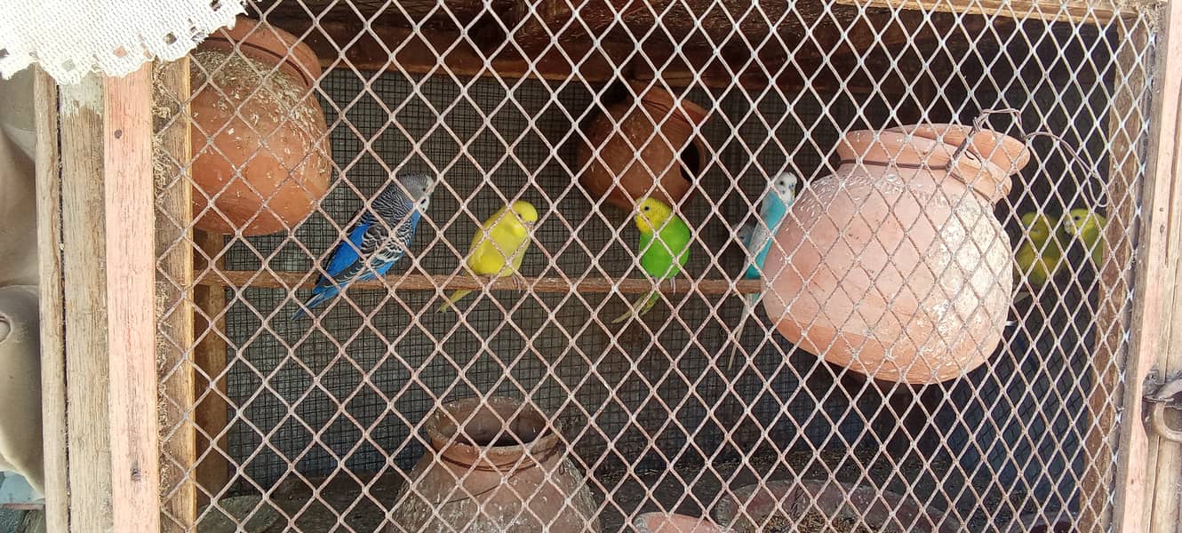 Australian parrots bajri parrots 1