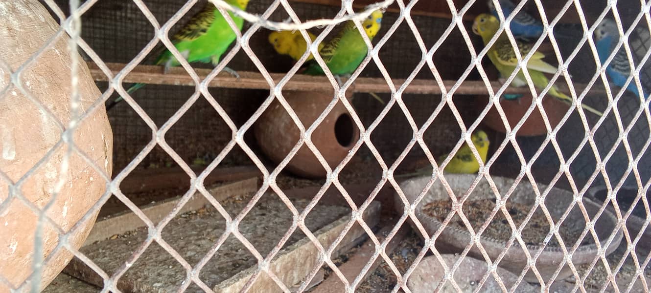 Australian parrots bajri parrots 3