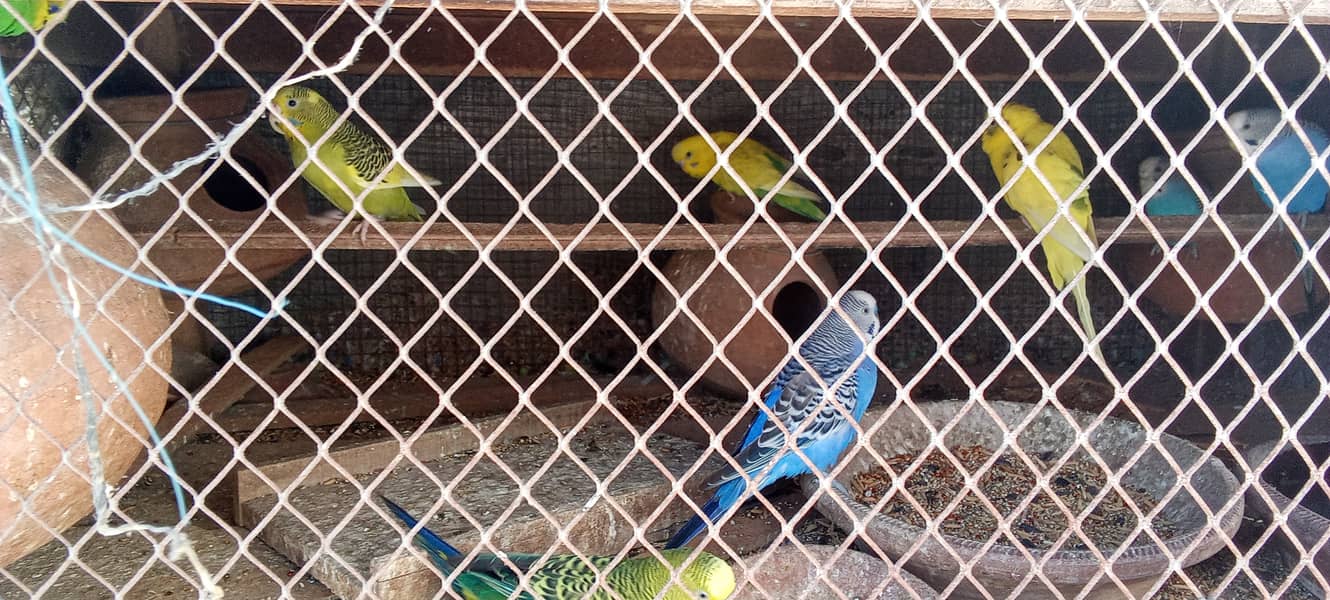 Australian parrots bajri parrots 5