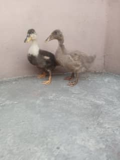 duck pair