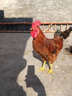 rhode island red male