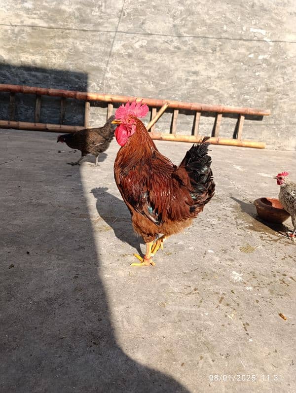 rhode island red male 2